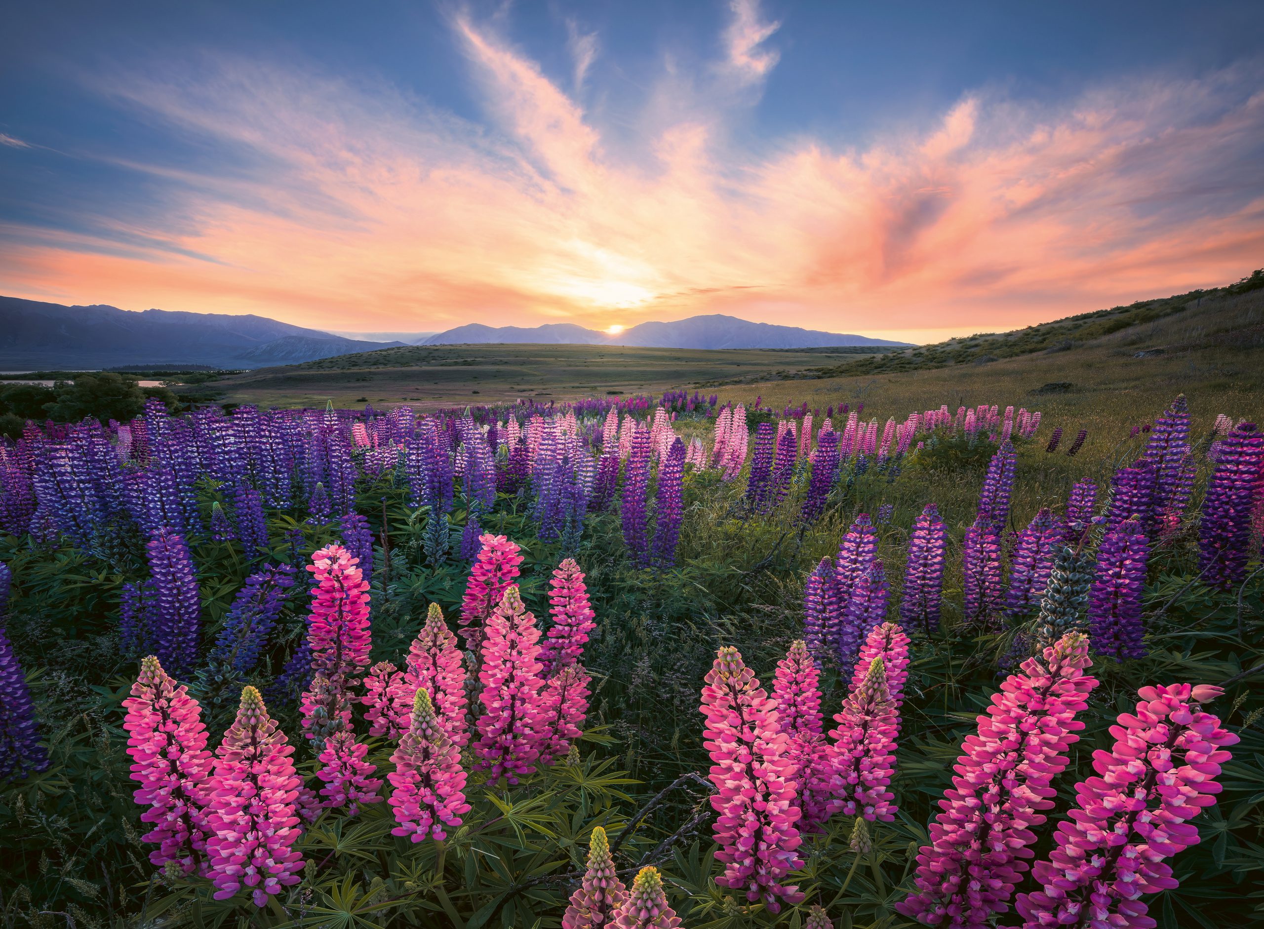 Ravensburger - Puzzle Lupins 500p (12000688)